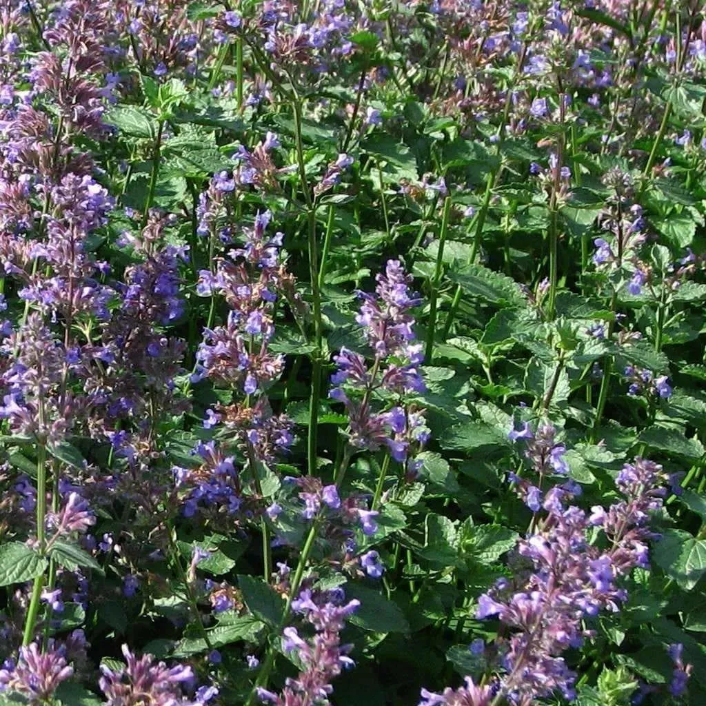 Catmint 'Blue' - (Nepeta mussinii)