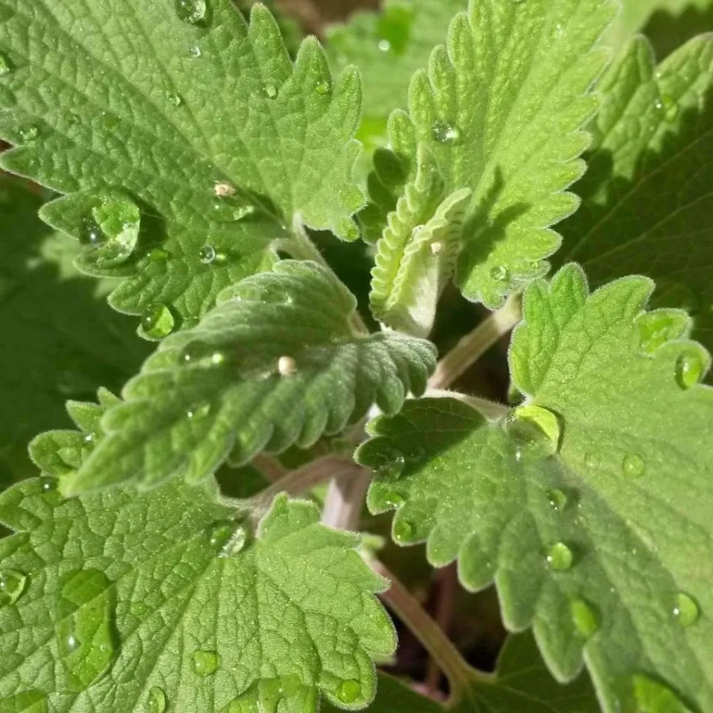 Catnip - (Nepeta cataria)