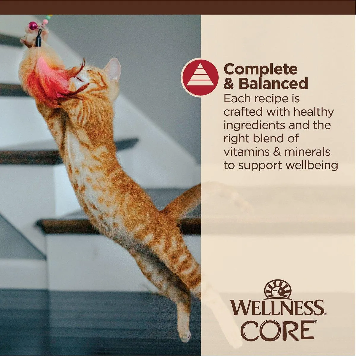 Wellness CORE Tiny Tasters Minced Chicken & Beef in Gravy Wet Cat Food